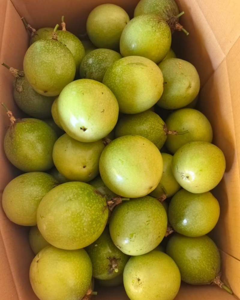 广西桂林钦蜜九号高山果大量有货/精品百香果量大