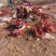 网袋装龙九红薯一手货源龙薯九号对接全国市场批发电商