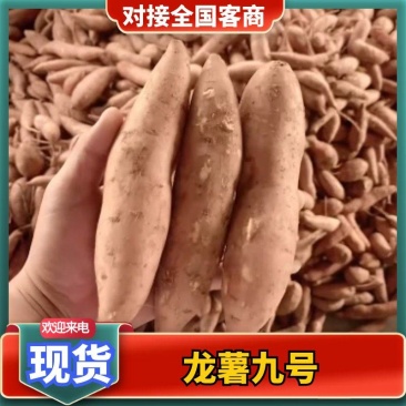 紫包龙九红薯大包装龙薯9号货源充足雄县直发