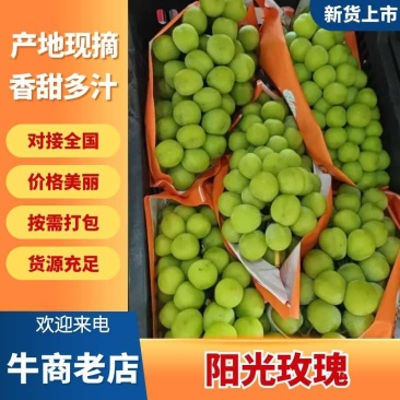 山西万亩葡萄基地阳光玫瑰葡萄大量有货欢迎对接诚信第一。