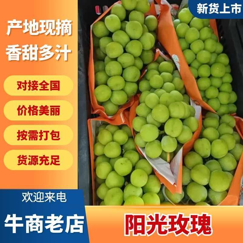 山西万亩葡萄基地阳光玫瑰葡萄大量有货欢迎对接诚信第一。