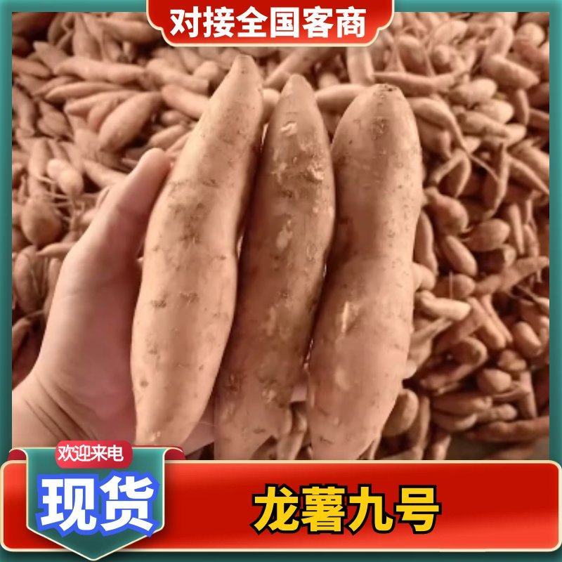 大包装龙薯九号精品龙九红薯供应市场电商加工厂