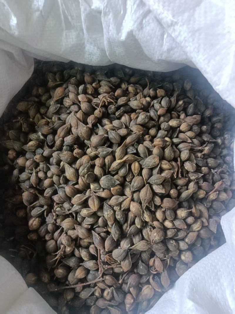 连翘干货营养丰富正品保证**特惠
