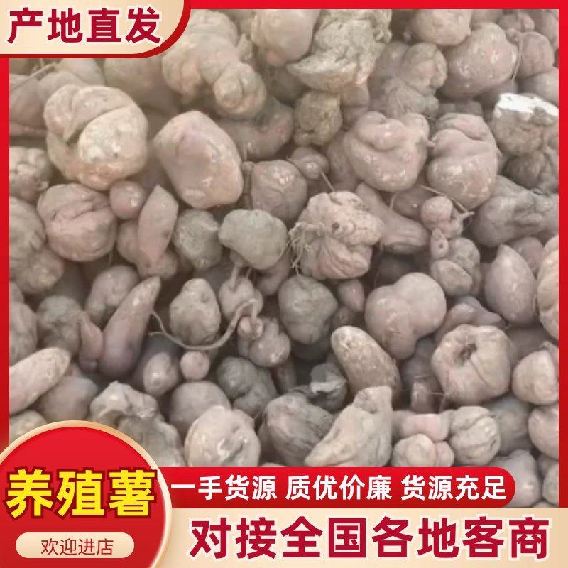 养殖薯超低价格养殖场红薯种植基地直供可视频看货