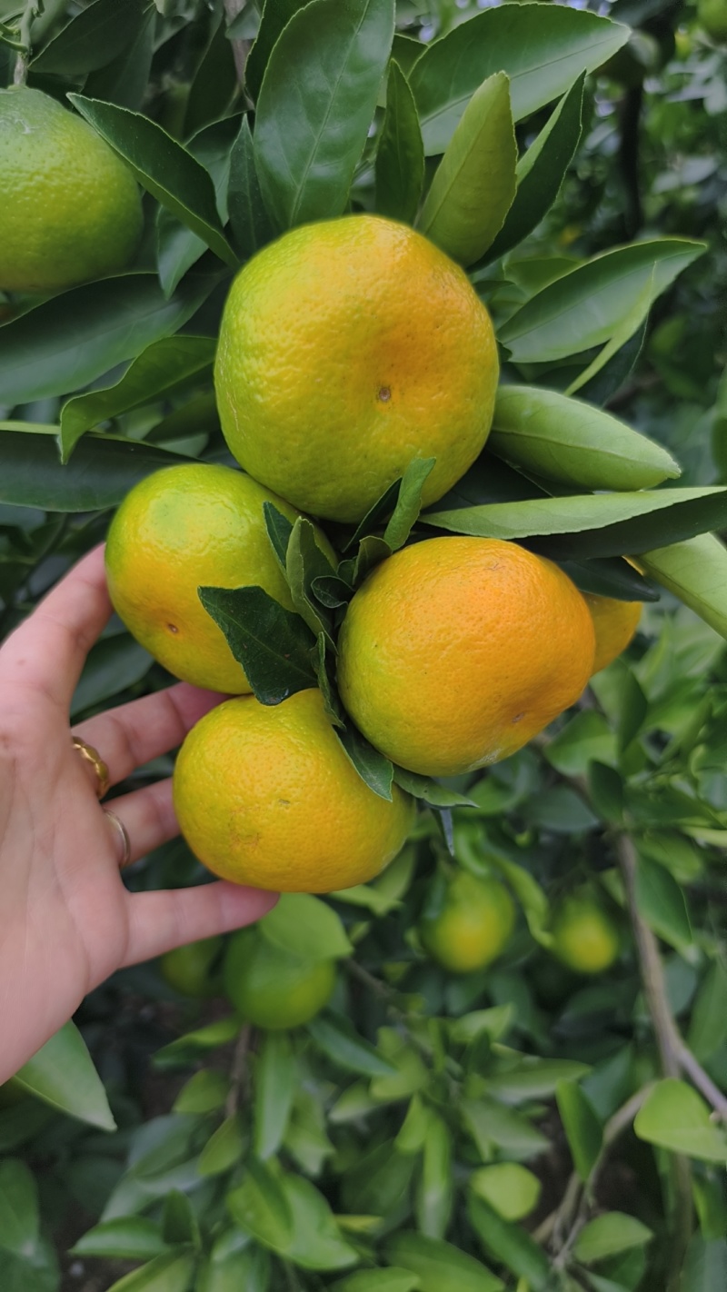 蜜橘湖北产地大量供应入口化渣果肉细腻对接电商团购外贸