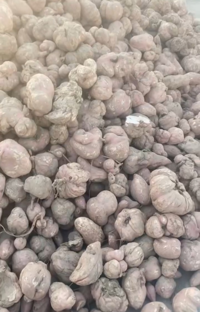 养殖薯超低价格养殖场红薯种植基地直供可视频看货