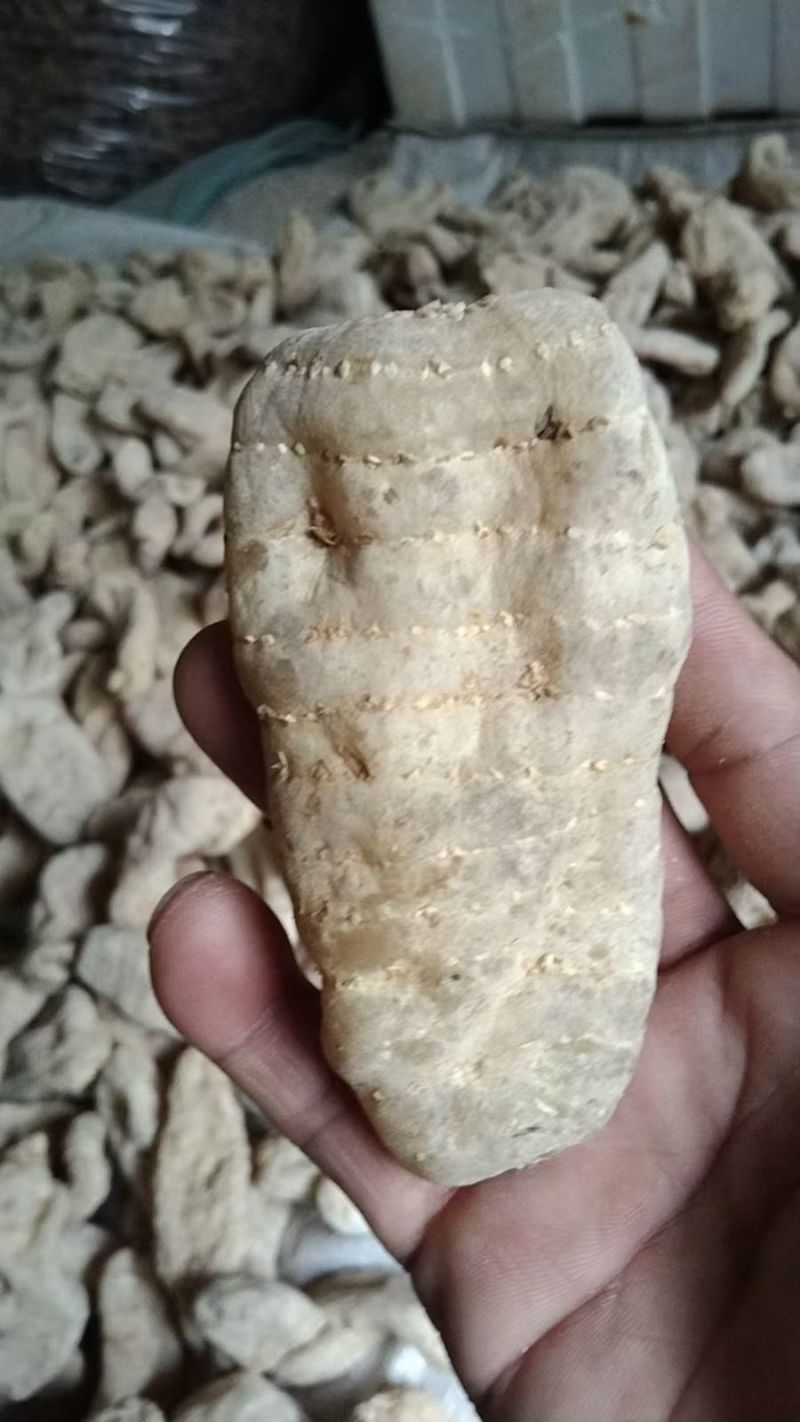 黄天麻