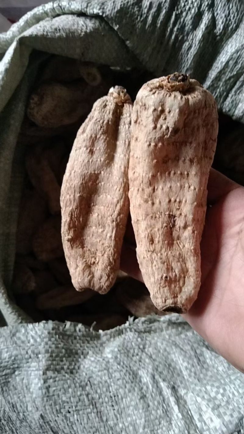 黄天麻
