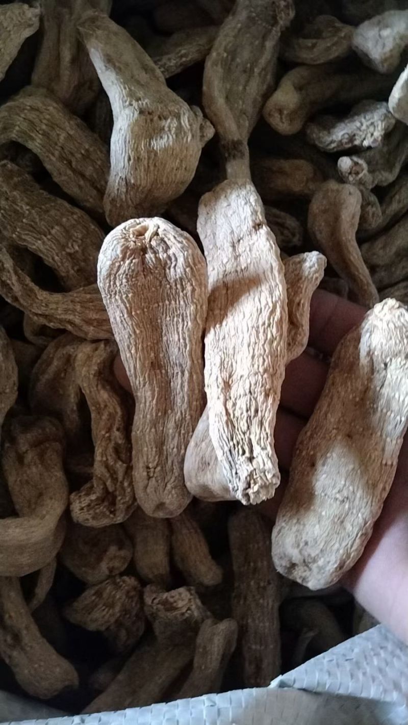 黄天麻