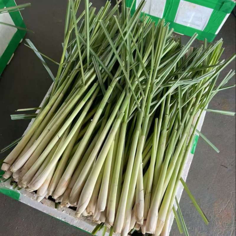 香茅草