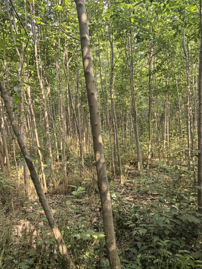 杜仲树