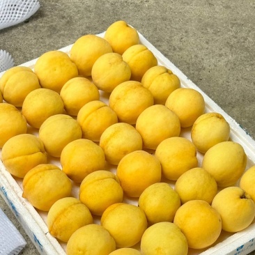 陕西省咸阳市武功县黄金蜜优质黄桃