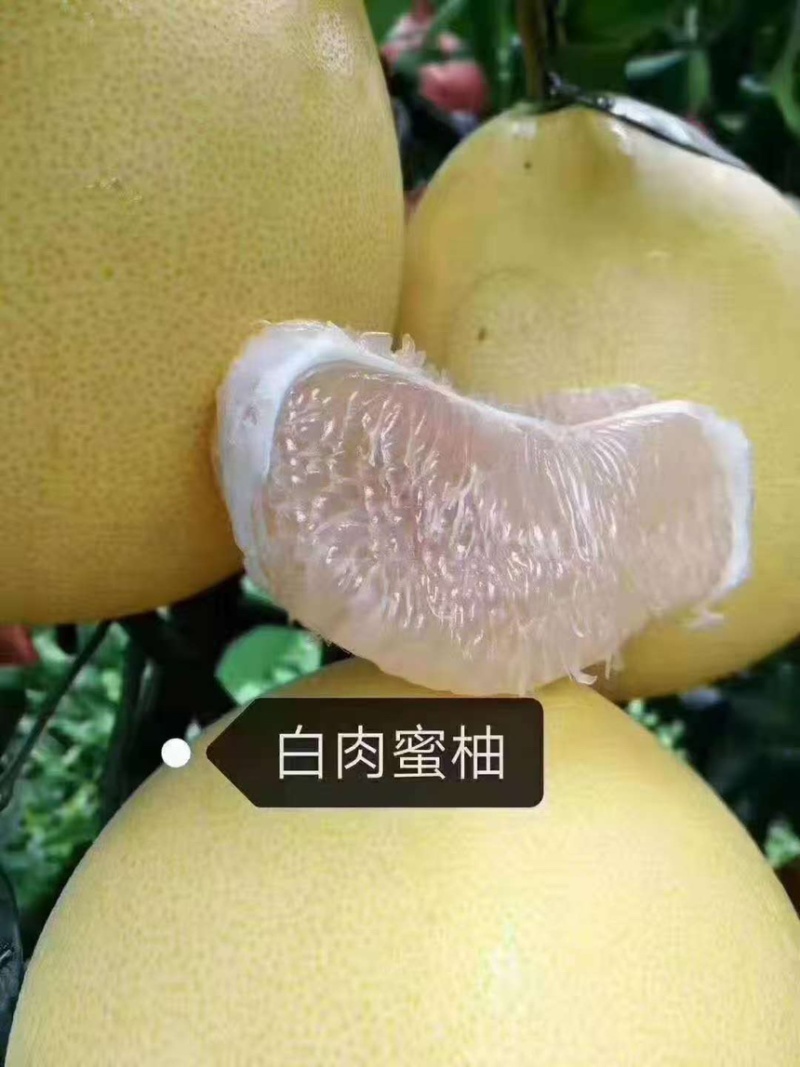 白肉！红肉大量上市