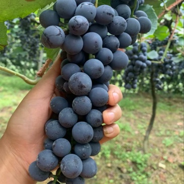 贵州铜仁瓦屋高山刺葡萄🍇