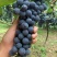 贵州铜仁瓦屋高山刺葡萄🍇