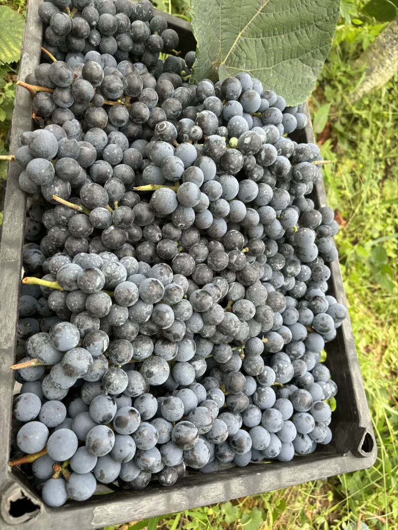 贵州铜仁瓦屋高山刺葡萄🍇