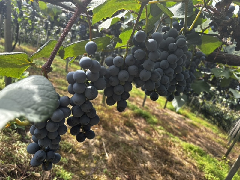 贵州铜仁瓦屋高山刺葡萄🍇