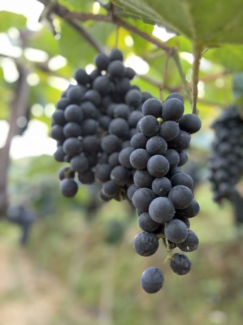 贵州铜仁瓦屋高山刺葡萄🍇