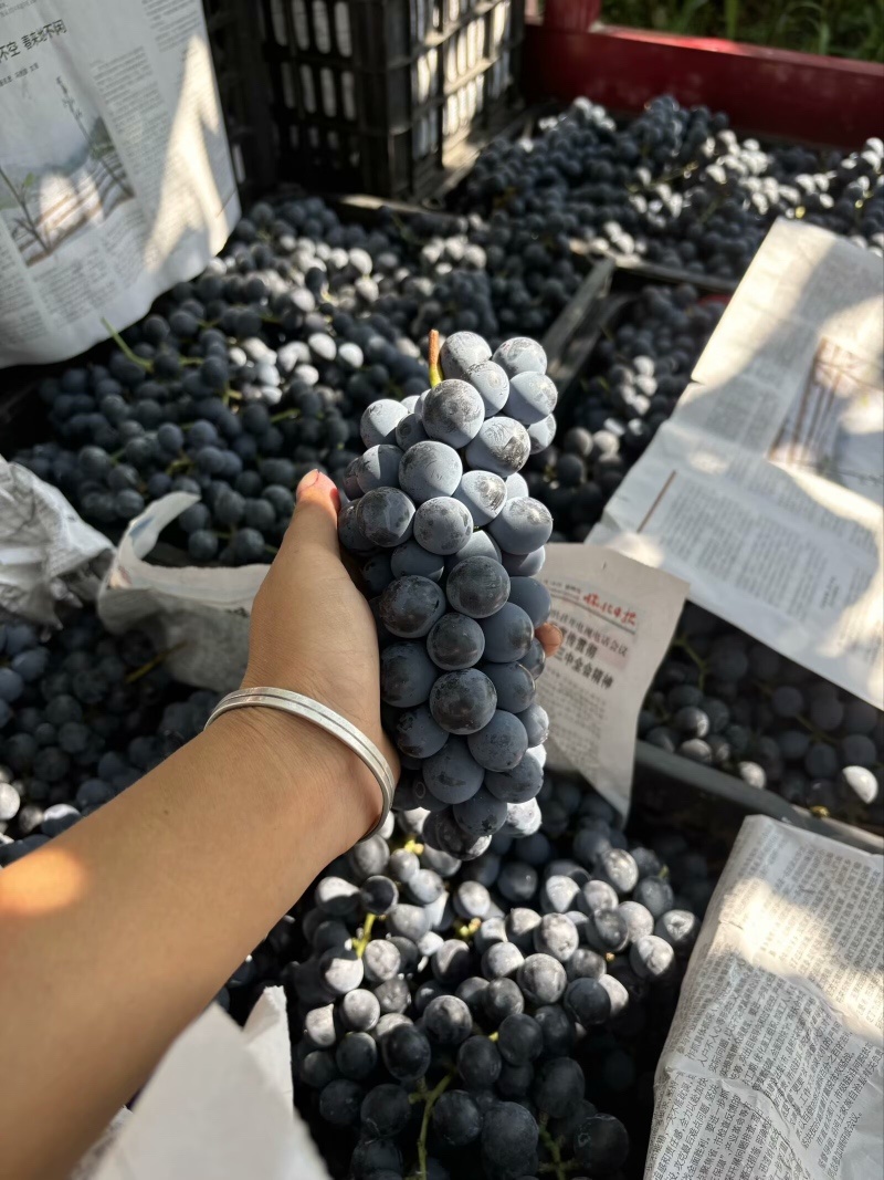贵州铜仁瓦屋高山刺葡萄🍇