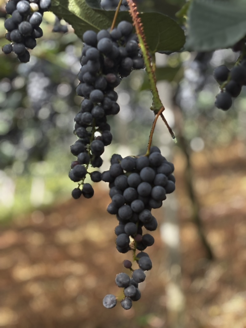 贵州铜仁瓦屋高山刺葡萄🍇