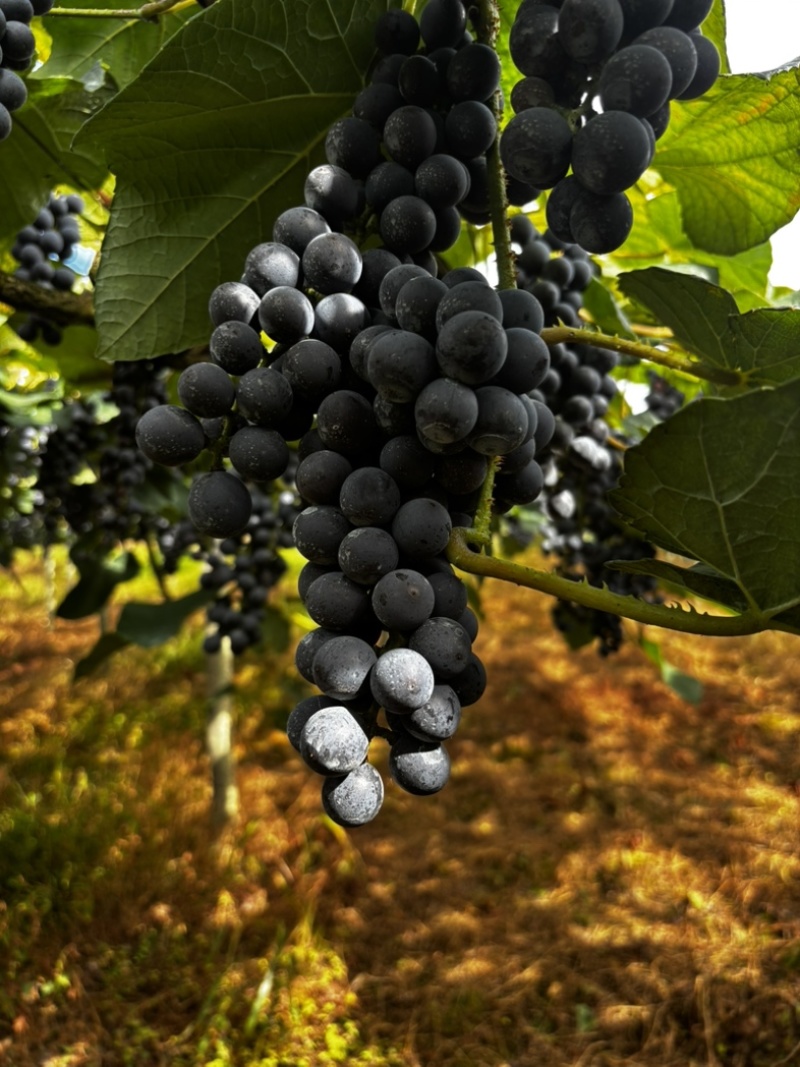 贵州铜仁瓦屋高山刺葡萄🍇