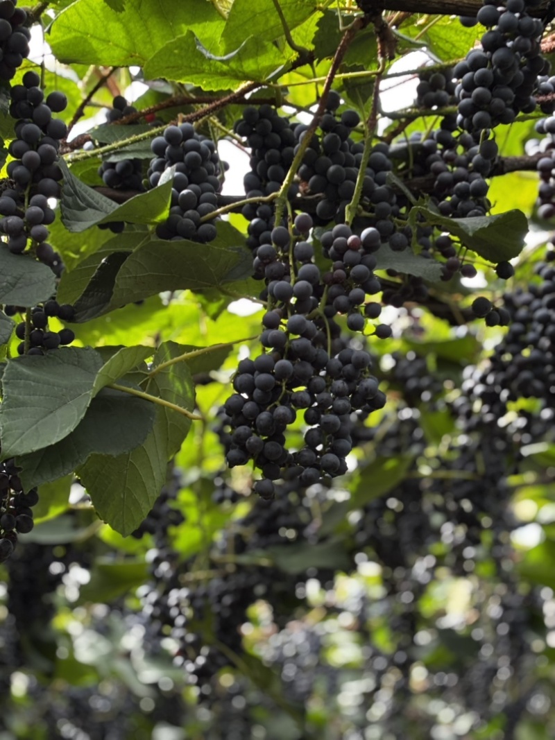 贵州铜仁瓦屋高山刺葡萄🍇