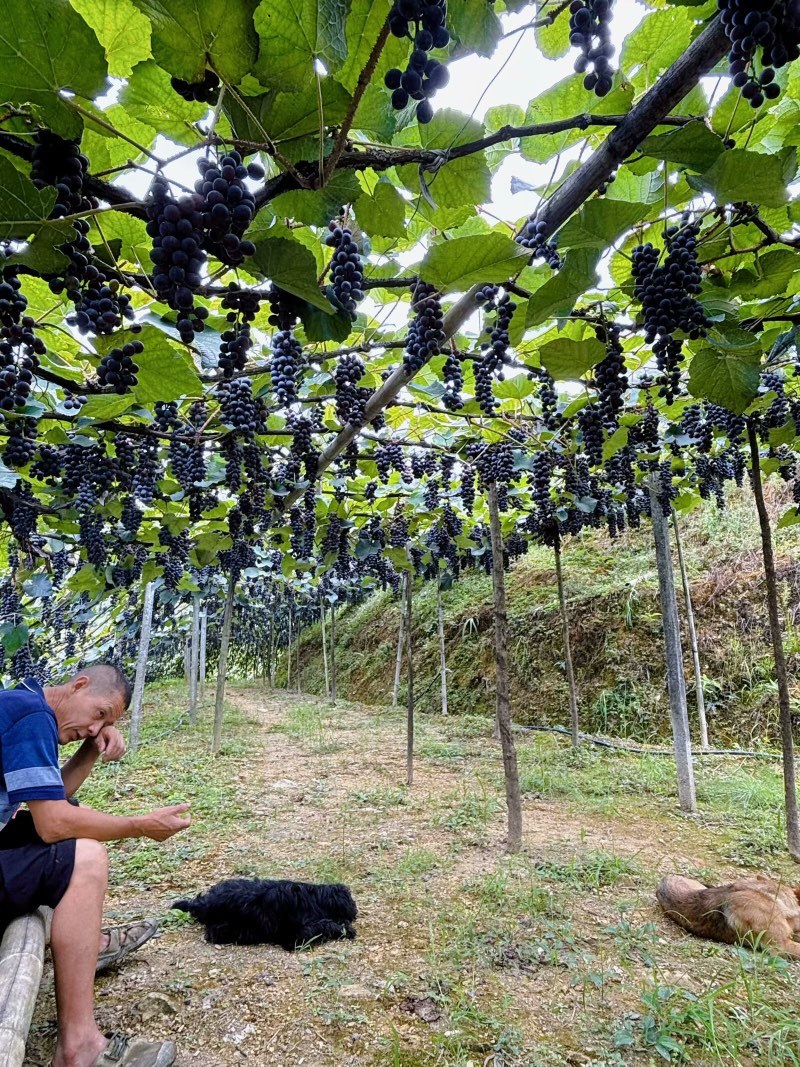 贵州铜仁瓦屋高山刺葡萄🍇