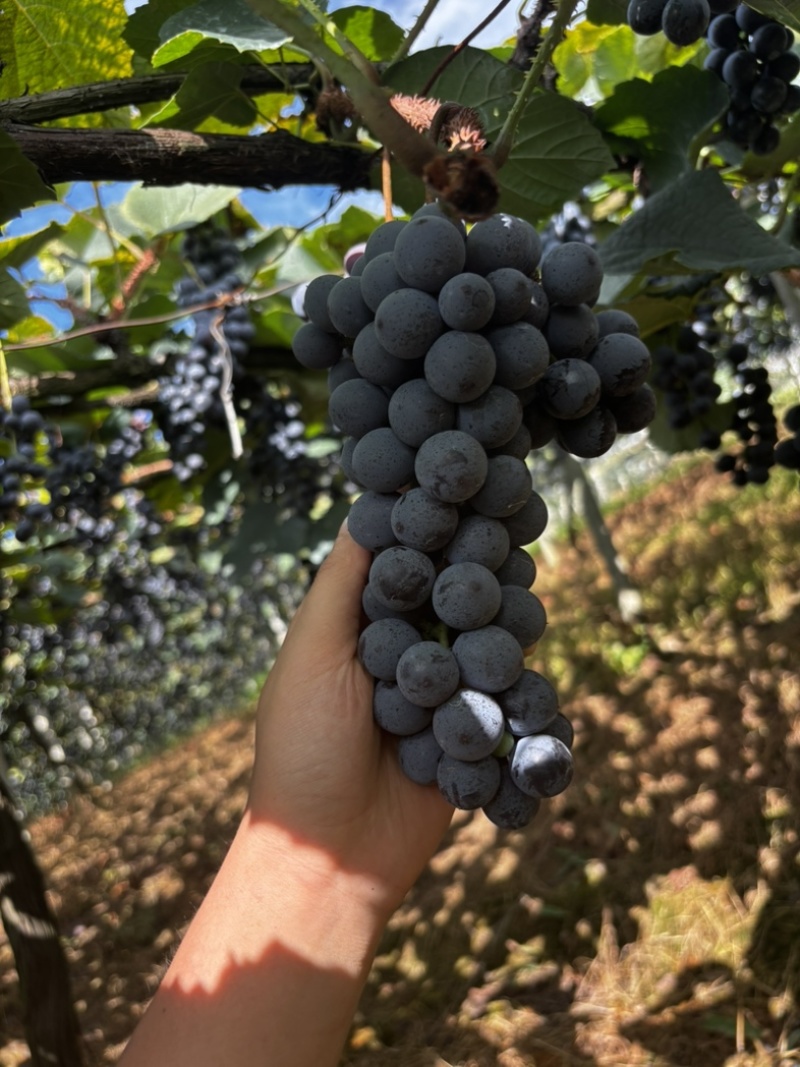 贵州铜仁瓦屋高山刺葡萄🍇