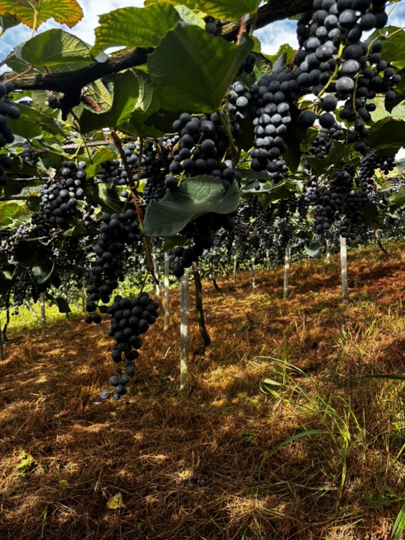 贵州铜仁瓦屋高山刺葡萄🍇