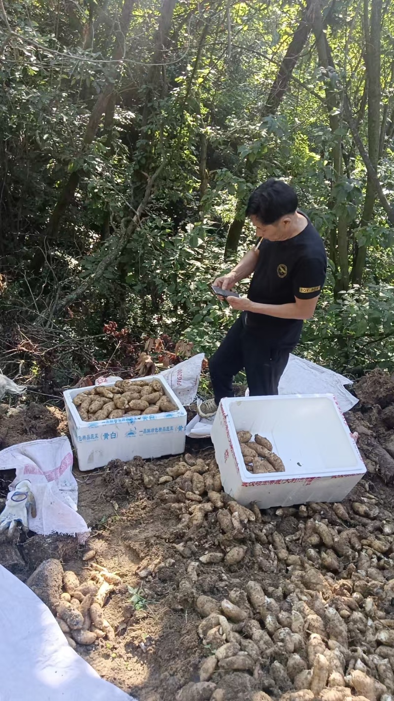 宜昌天麻