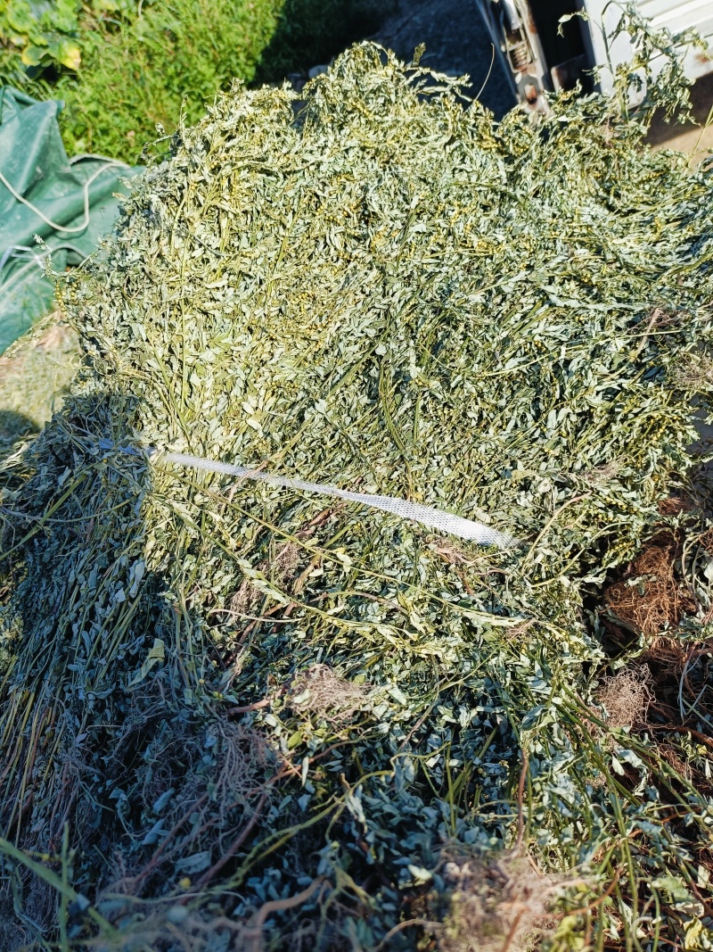 叶下珠；段子；整棵