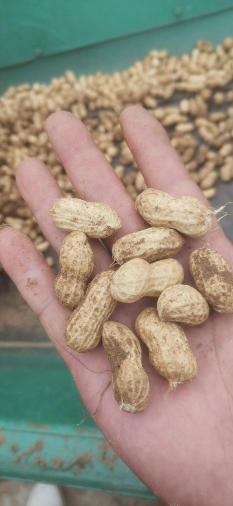 湖北襄阳才白花生产地直供大量有货/对接超市批发市场档口