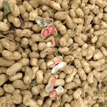 湖北襄阳才白花生产地直供大量有货/对接超市批发市场档口