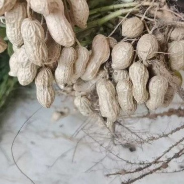 鲜花生品质好，颗粒饱满，可视频看货，发货装车一条龙服务