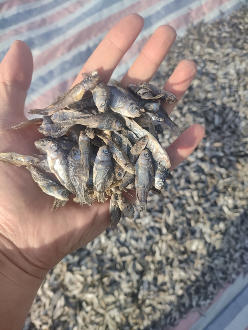 大量供应饲料鱼干小鲫鱼干猫粮鱼干长年有货！
