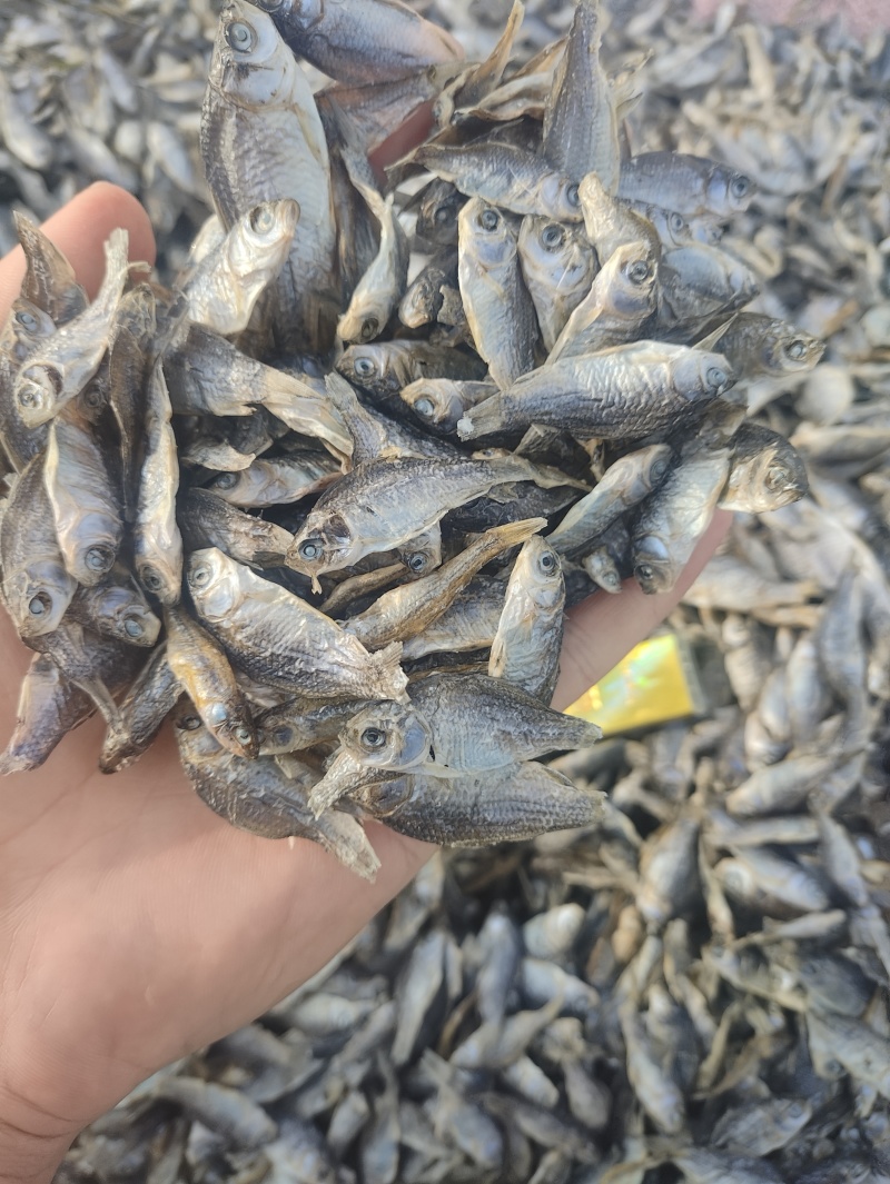 大量供应饲料鱼干小鲫鱼干猫粮鱼干长年有货！