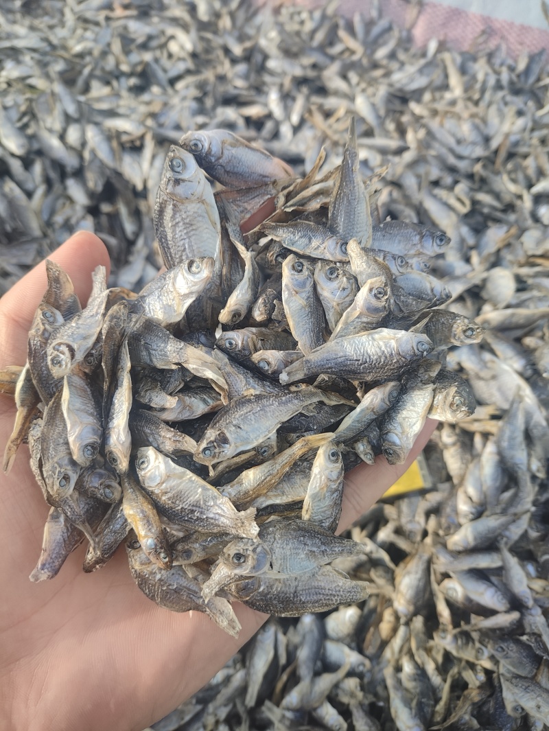 大量供应饲料鱼干小鲫鱼干猫粮鱼干长年有货！
