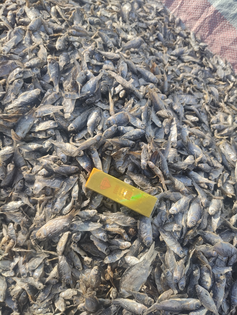 大量供应饲料鱼干小鲫鱼干猫粮鱼干长年有货！
