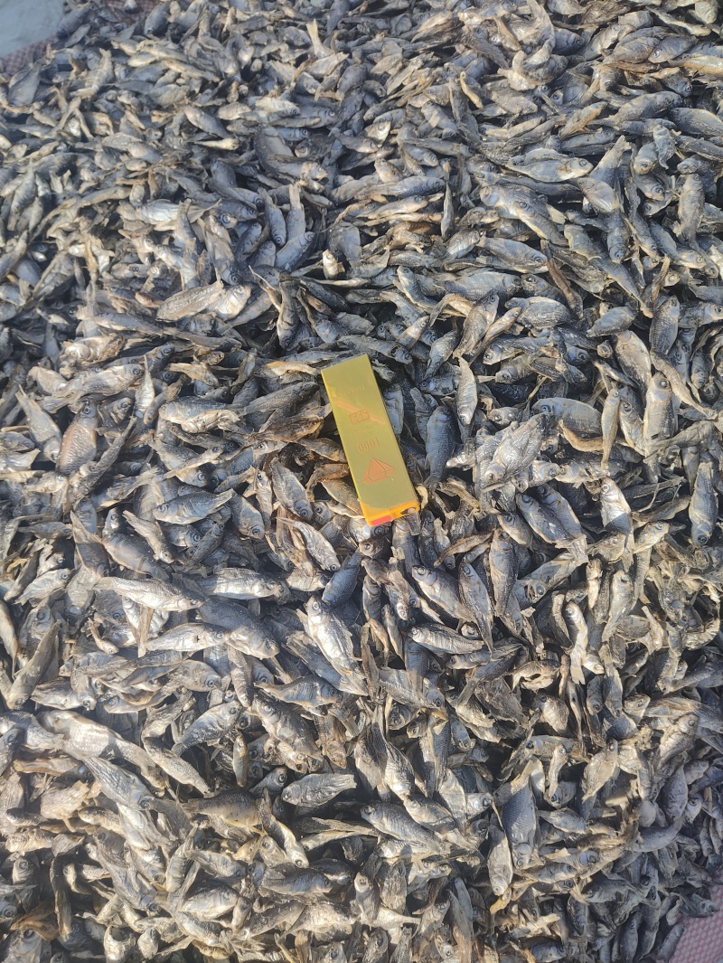 大量供应饲料鱼干小鲫鱼干猫粮鱼干长年有货！