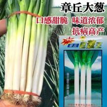 山东大葱种子大田基地优选章丘大葱种子正宗大葱脆甜味浓