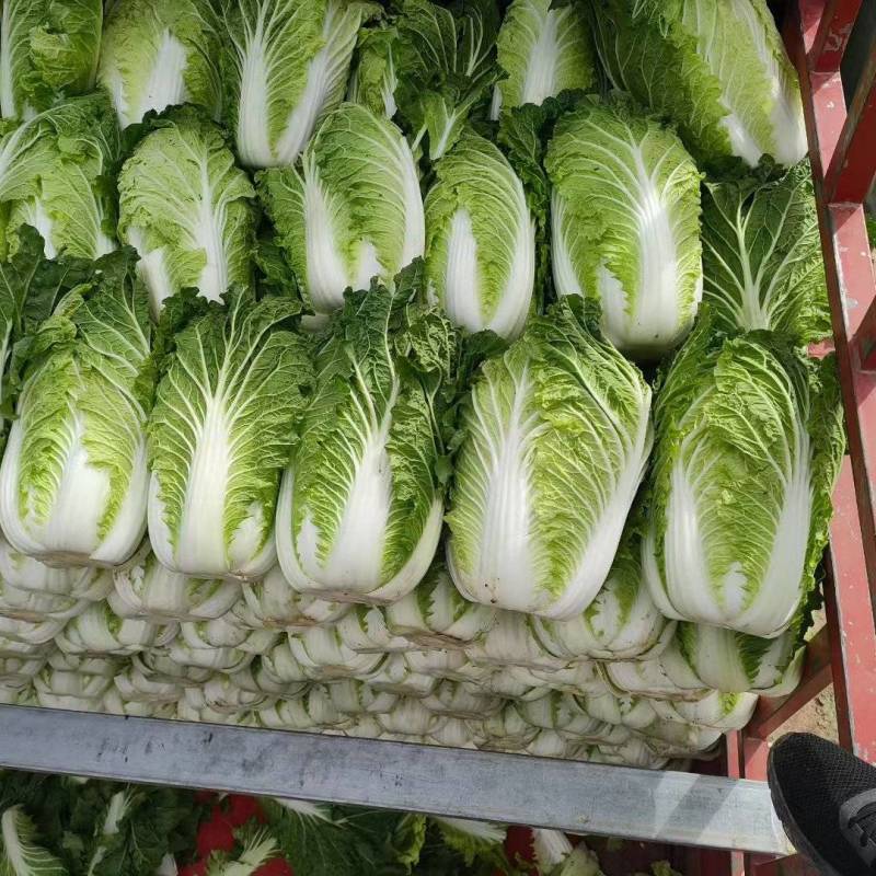精品白菜