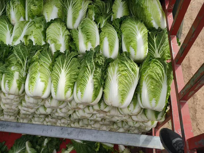 精品白菜