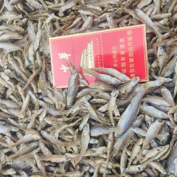 麦穗鱼干淡水小鱼干嫩子鱼干湖南小鱼干