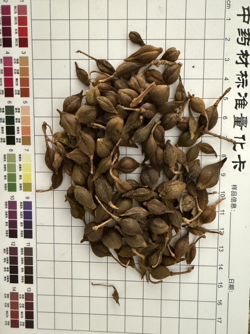 连翘