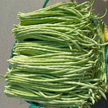 广西甜豆角朱豆大量上市，当季现货新鲜采摘！