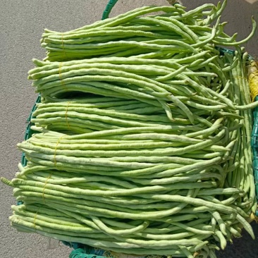 广西甜豆角朱豆大量上市，当季现货新鲜采摘！