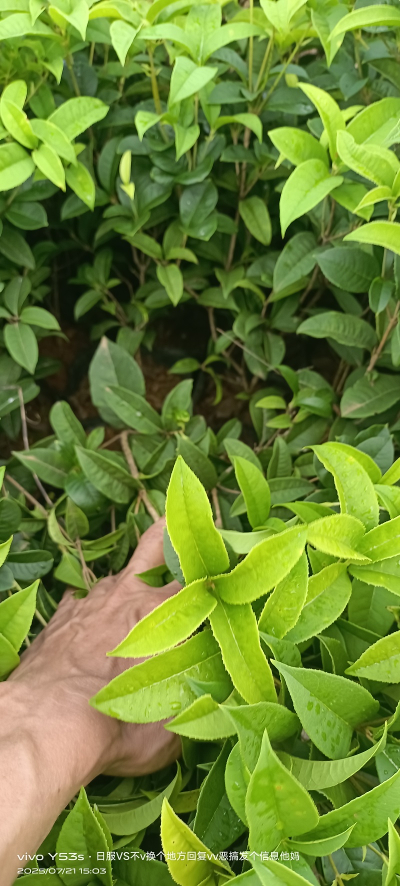 四季桂花，湖南四季桂，圆叶四季桂，现货随时装。