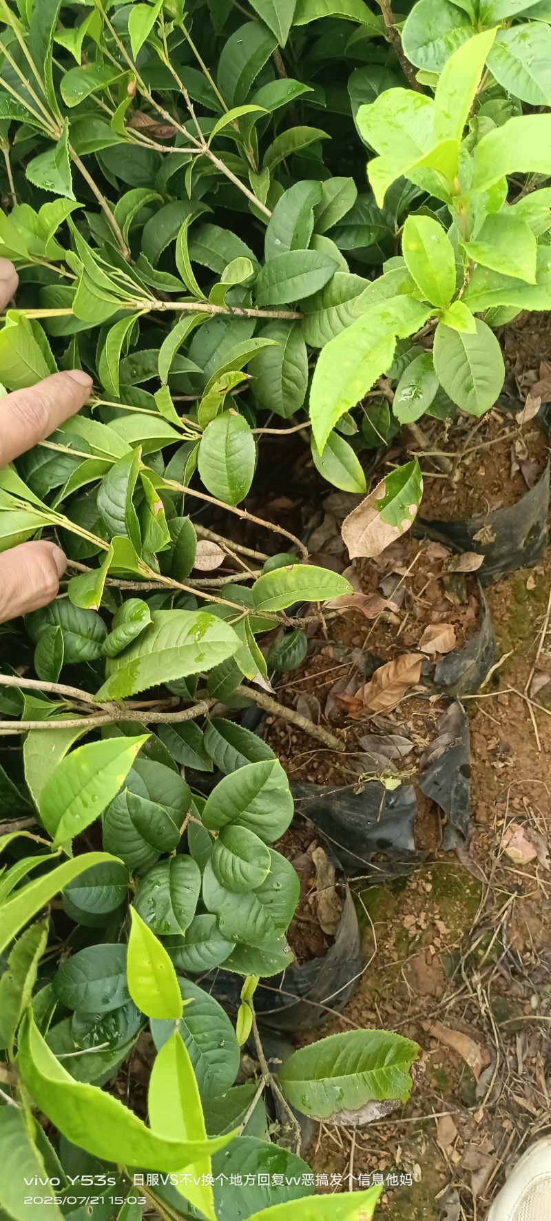 四季桂花，湖南四季桂，圆叶四季桂，现货随时装。
