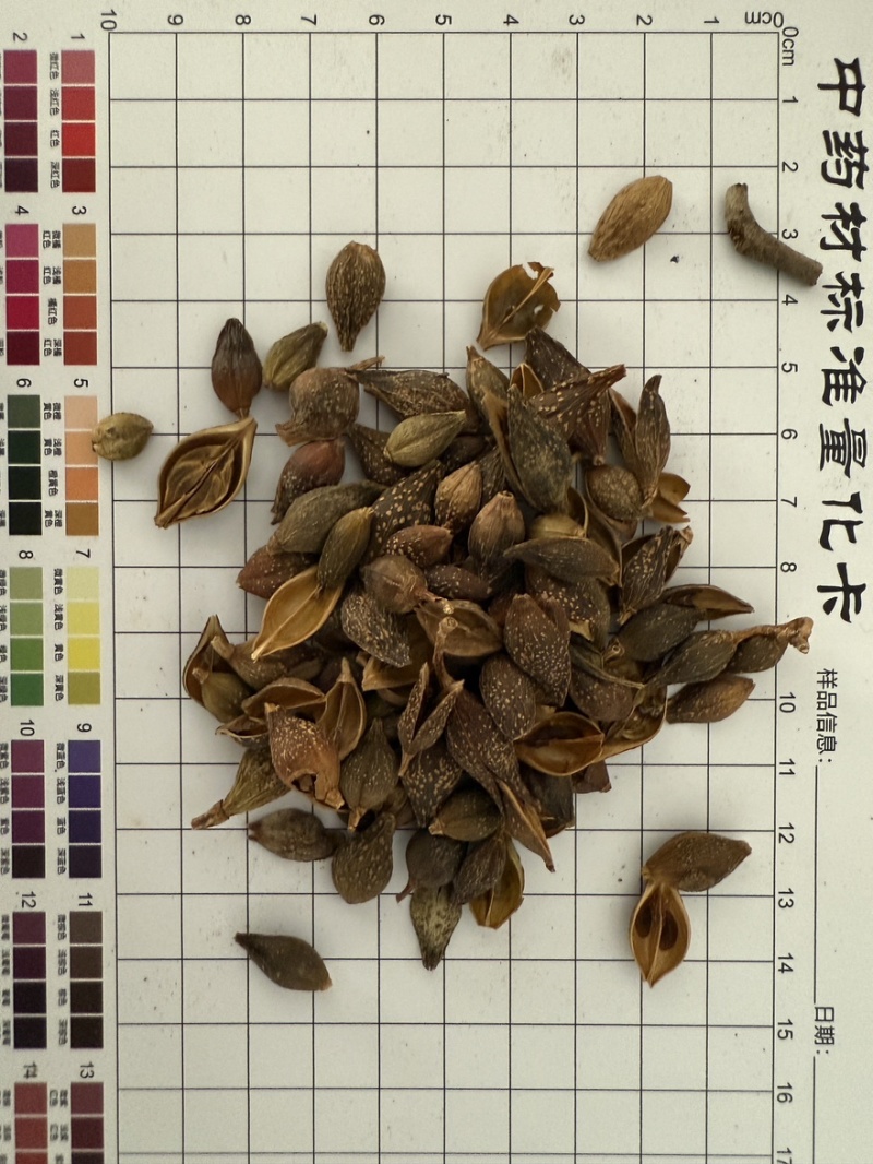 连翘