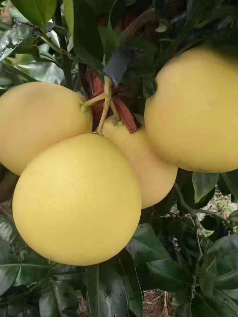 梅州三红蜜柚，一手货源